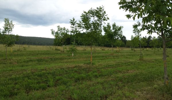 Orasi pored vinograda 2