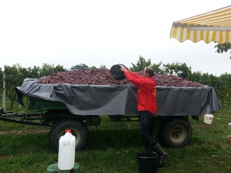 Vinograd berba